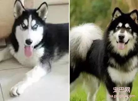 你能分辨出这些狗狗的品种吗？-6.jpeg