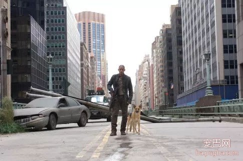 还记得电影《我是传奇》中的狗狗Sam吗？如今的它长这样！-5.jpg