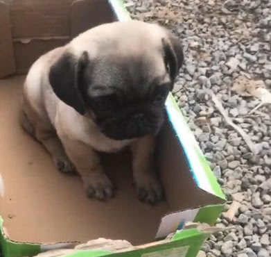 路遇被丢弃的巴哥犬，路人在旁边发现试纸，仔细一看赶紧送医院-3.jpeg
