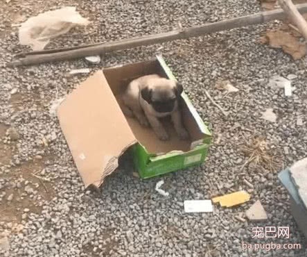 路遇被丢弃的巴哥犬，路人在旁边发现试纸，仔细一看赶紧送医院-2.jpeg