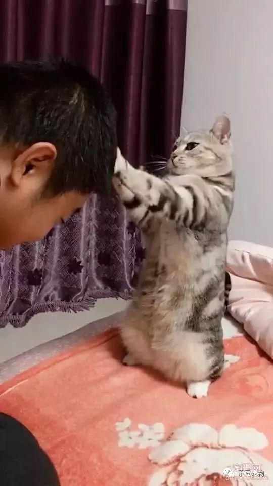 猫咪帮主人一本正经的挠头，主人满脸享受，还真像那么回事！-1.jpeg