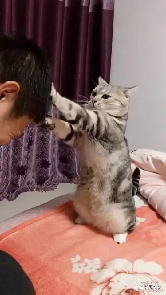 猫咪帮主人一本正经的挠头，主人满脸享受，还真像那么回事！-2.jpeg
