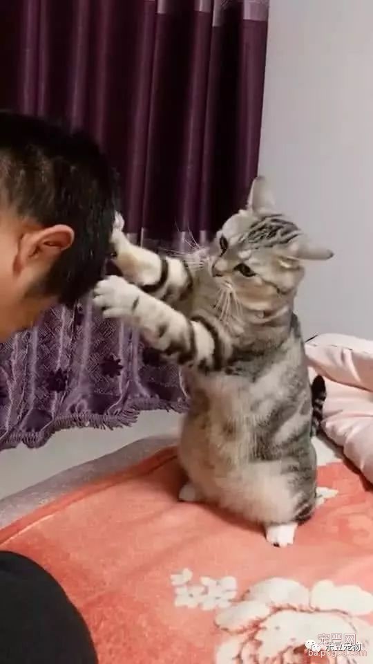 猫咪帮主人一本正经的挠头，主人满脸享受，还真像那么回事！-3.jpeg