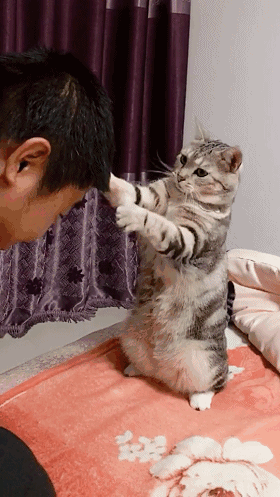 猫咪帮主人一本正经的挠头，主人满脸享受，还真像那么回事！-5.gif