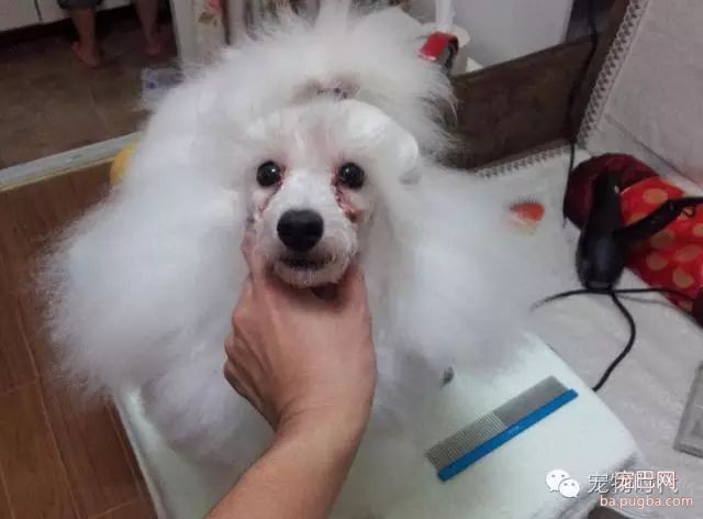 有泪痕的狗狗好难看，解析泪痕原因，教你预防泪痕的好方法！-2.jpeg