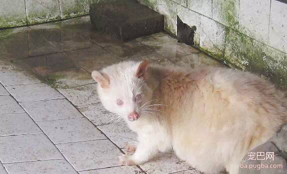 猪鼻子 狗爪子 狐狸尾巴 兔眼睛 宜春这动物14年来专家都不知它是谁-1.jpeg