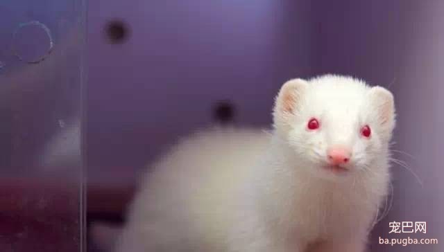 猪鼻子 狗爪子 狐狸尾巴 兔眼睛 宜春这动物14年来专家都不知它是谁-2.jpeg