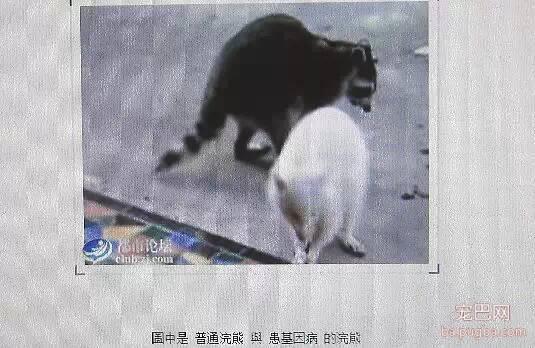 猪鼻子 狗爪子 狐狸尾巴 兔眼睛 宜春这动物14年来专家都不知它是谁-7.jpeg