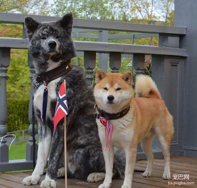 日本秋田犬面临灭绝？这应该是八公都没有料到的事...-5.jpeg
