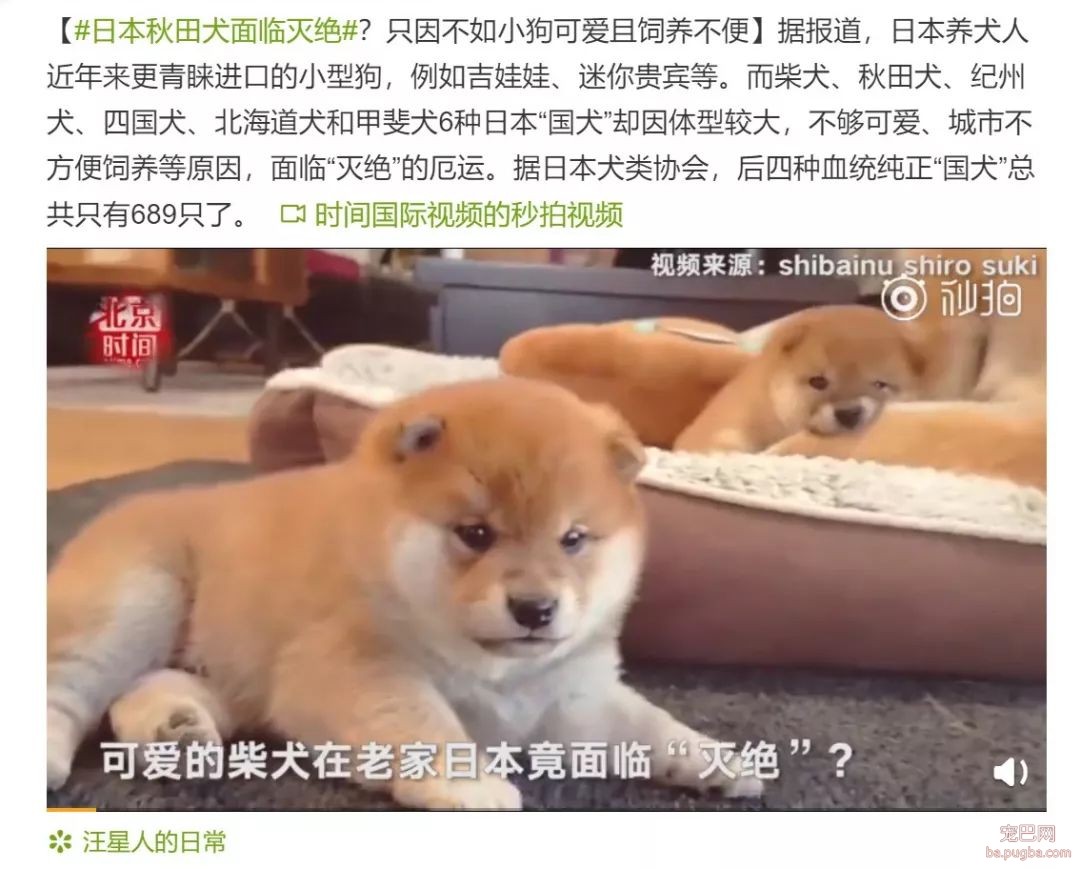 日本秋田犬面临灭绝？这应该是八公都没有料到的事...-3.jpeg