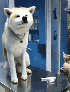 日本秋田犬面临灭绝？这应该是八公都没有料到的事...-1.gif