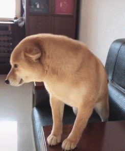 日本秋田犬面临灭绝？这应该是八公都没有料到的事...-2.gif