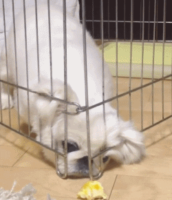 日本秋田犬面临灭绝？这应该是八公都没有料到的事...-8.gif
