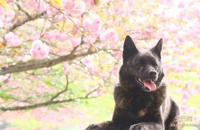日本秋田犬面临灭绝？这应该是八公都没有料到的事...-6.jpeg