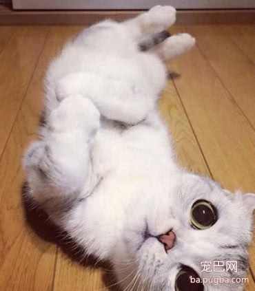 猫咪洗完澡后犯懒，竟用这招向主人撒娇，只为让主人伺候它睡觉-1.jpeg