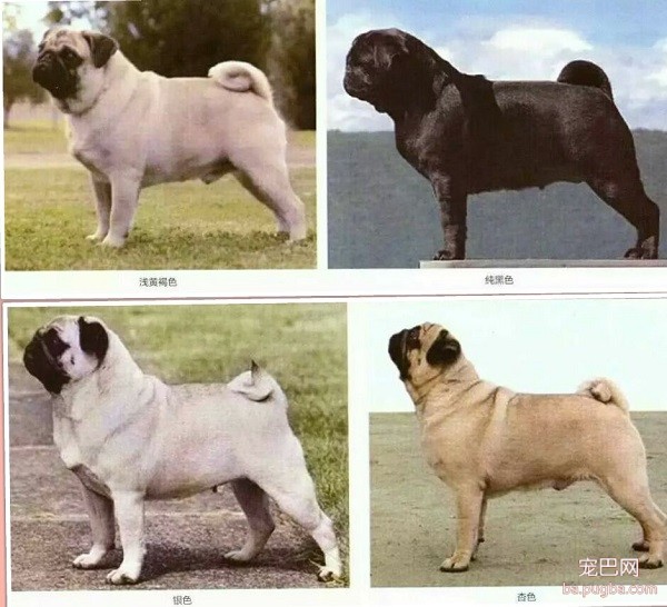 巴哥颜色