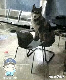 警察收留二哈住宿，结果这货直接干起老本行，警察：只想把它送走-1.jpeg