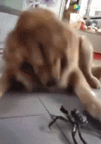 金毛一生的敌人——螃蟹-2.gif