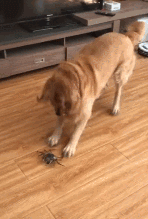 金毛一生的敌人——螃蟹-1.gif