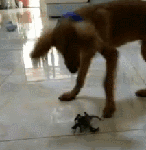 金毛一生的敌人——螃蟹-3.gif