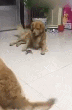 金毛一生的敌人——螃蟹-6.gif