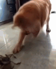 金毛一生的敌人——螃蟹-4.gif