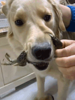 金毛一生的敌人——螃蟹-9.gif
