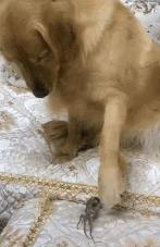 金毛一生的敌人——螃蟹-7.gif