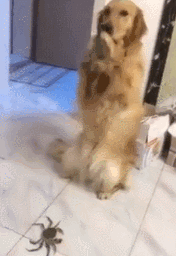金毛一生的敌人——螃蟹-8.gif
