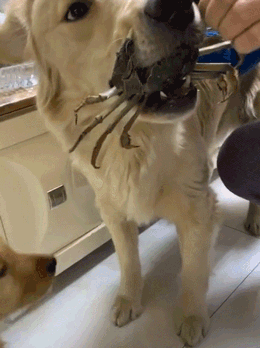 金毛一生的敌人——螃蟹-10.gif
