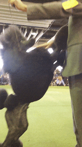 主人寻爱犬被要4000元报酬，网友表示，真不多……-2.gif