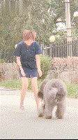 主人寻爱犬被要4000元报酬，网友表示，真不多……-4.gif