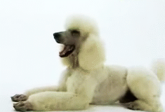 主人寻爱犬被要4000元报酬，网友表示，真不多……-1.gif