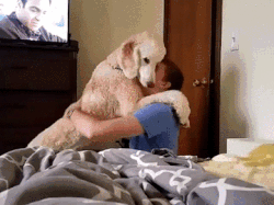主人寻爱犬被要4000元报酬，网友表示，真不多……-7.gif