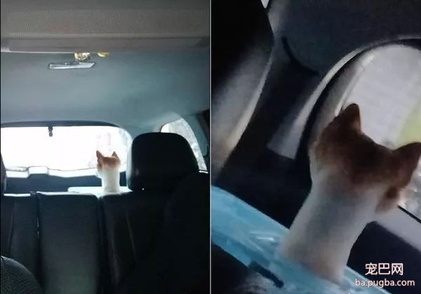 柴犬剃毛后是什么样子？网友：草泥马-1.jpg