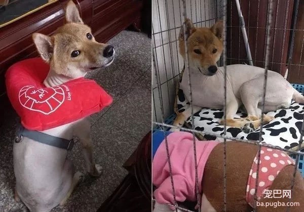 柴犬剃毛后是什么样子？网友：草泥马-3.jpg