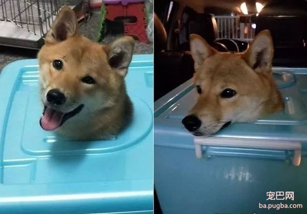 柴犬剃毛后是什么样子？网友：草泥马-4.jpg