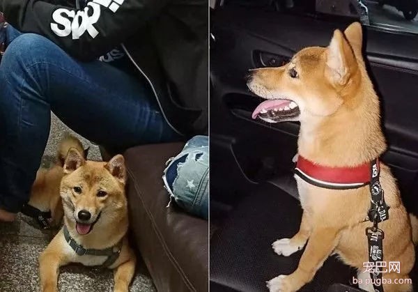 柴犬剃毛后是什么样子？网友：草泥马-5.jpg