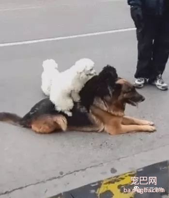 老大德牧带着泰迪小弟散步，泰迪：我累了，德牧：那就上来吧！-2.jpeg