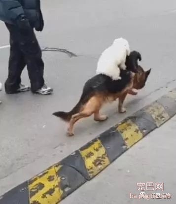 老大德牧带着泰迪小弟散步，泰迪：我累了，德牧：那就上来吧！-3.jpeg