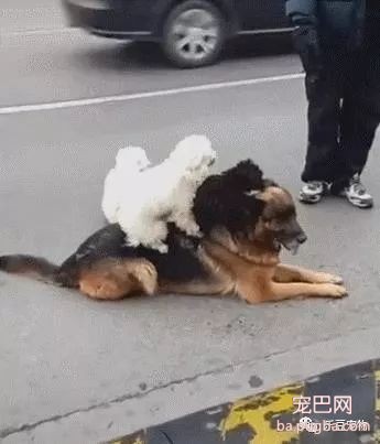 老大德牧带着泰迪小弟散步，泰迪：我累了，德牧：那就上来吧！-4.jpeg