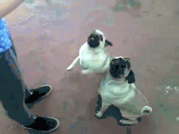养狗是一个好，还是双胞胎好？-1.gif