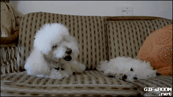 养狗是一个好，还是双胞胎好？-5.gif