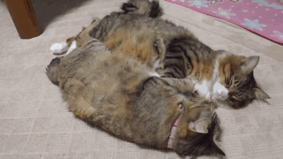 养狗是一个好，还是双胞胎好？-4.gif