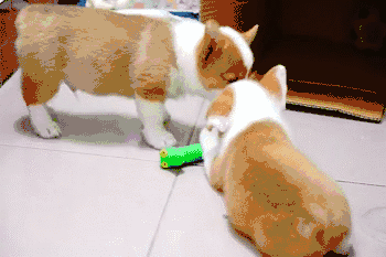 养狗是一个好，还是双胞胎好？-9.gif