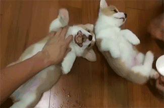 养狗是一个好，还是双胞胎好？-12.gif