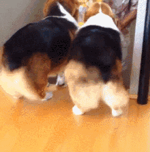 养狗是一个好，还是双胞胎好？-11.gif