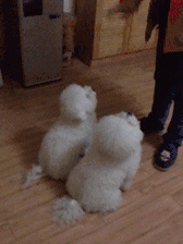 养狗是一个好，还是双胞胎好？-13.gif