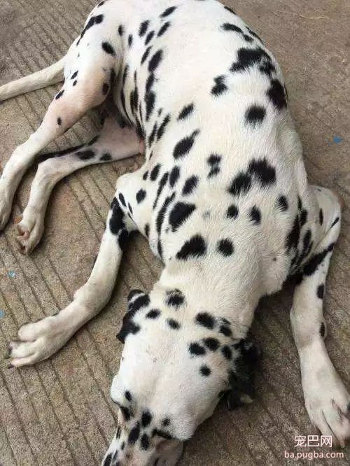 《权游》开播，主演呼吁观众：请停止购买雪橇犬！-12.jpg