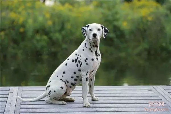 《权游》开播，主演呼吁观众：请停止购买雪橇犬！-9.jpg